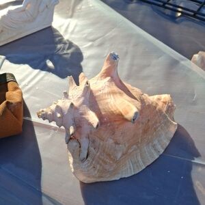 Elegant Tan Conch Shell Sculpture